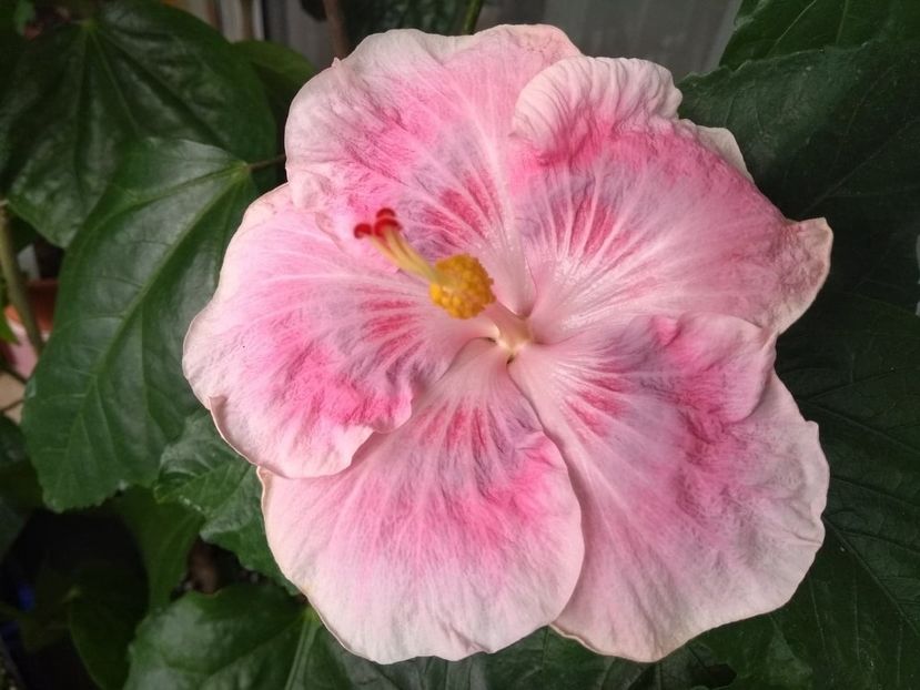  - Tahitian Raspberry Star