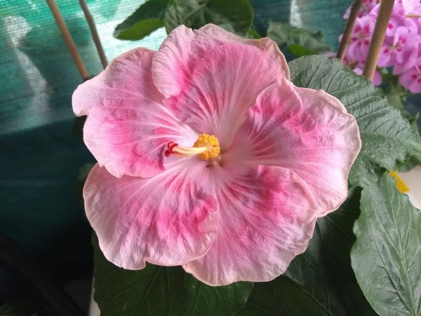  - Tahitian Raspberry Star