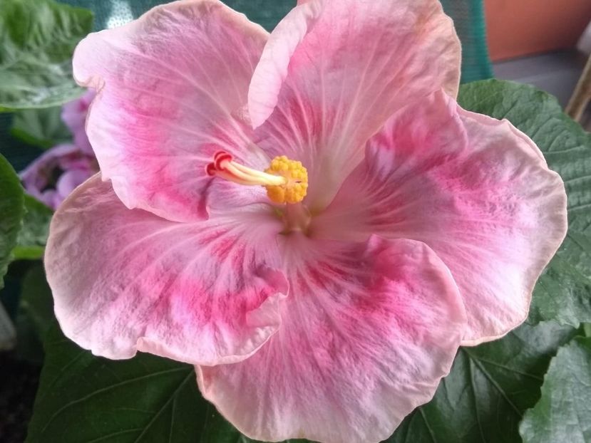  - Tahitian Raspberry Star