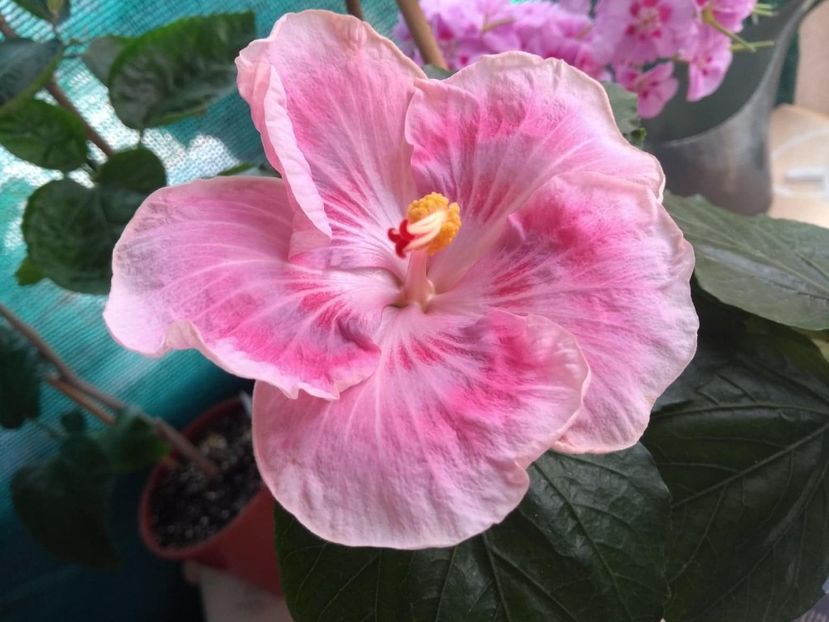  - Tahitian Raspberry Star