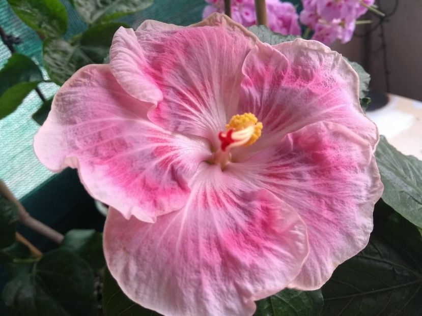  - Tahitian Raspberry Star