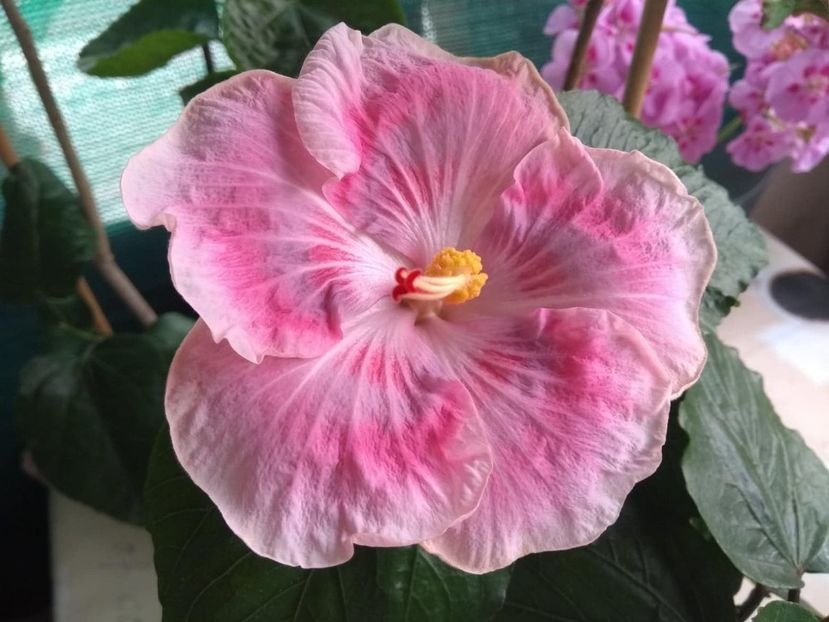  - Tahitian Raspberry Star