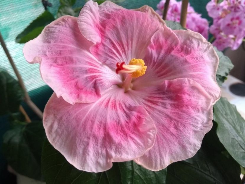  - Tahitian Raspberry Star