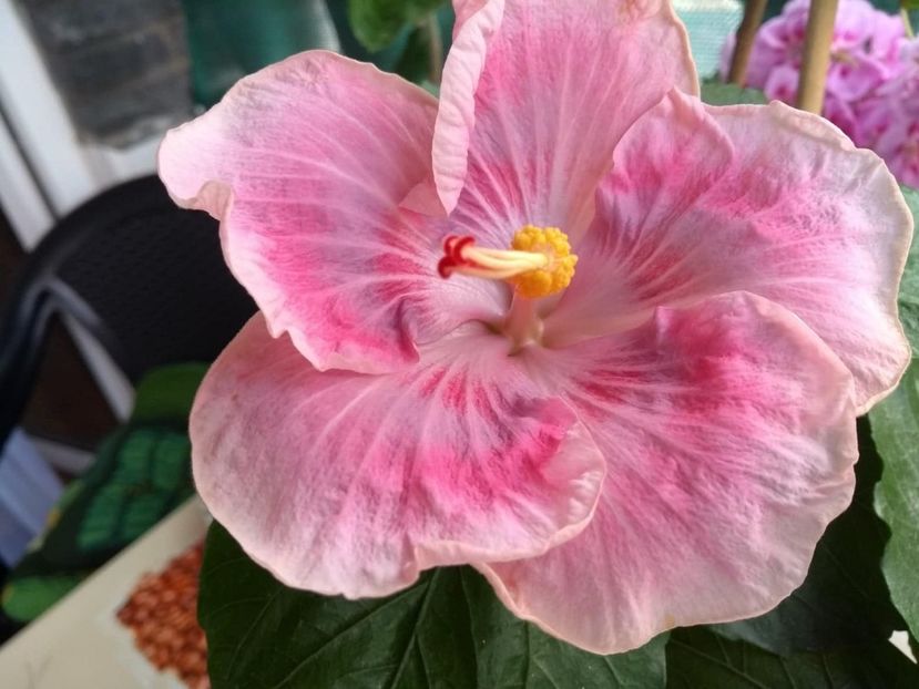  - Tahitian Raspberry Star