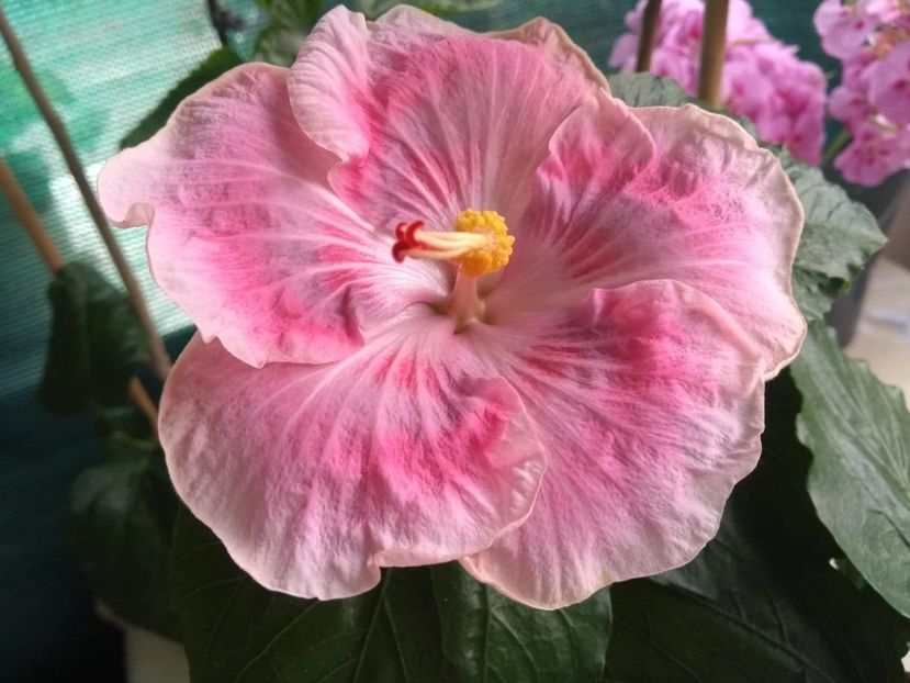  - Tahitian Raspberry Star