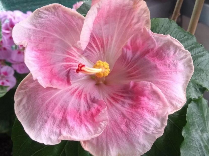  - Tahitian Raspberry Star