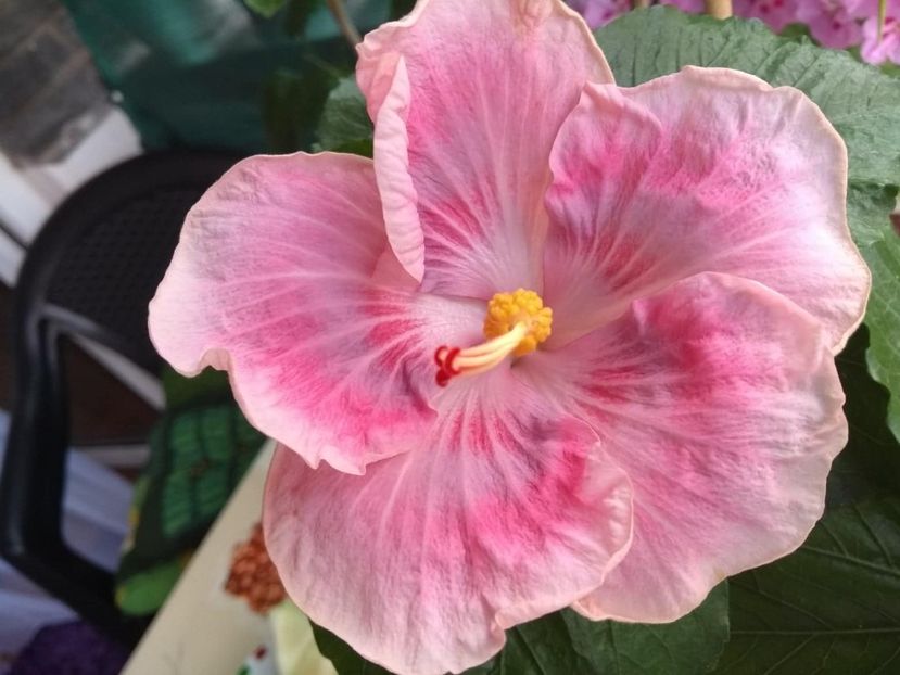  - Tahitian Raspberry Star