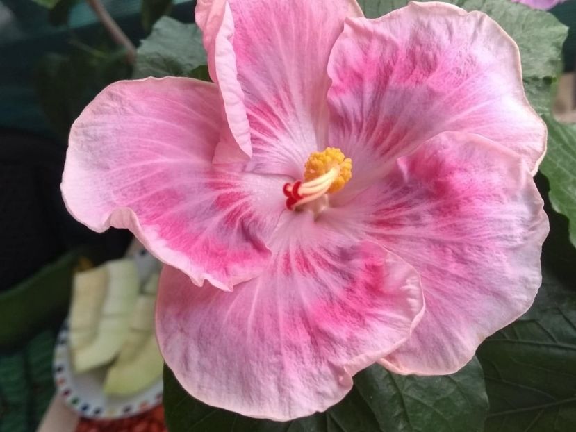  - Tahitian Raspberry Star