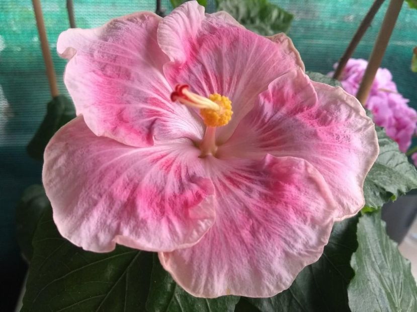  - Tahitian Raspberry Star