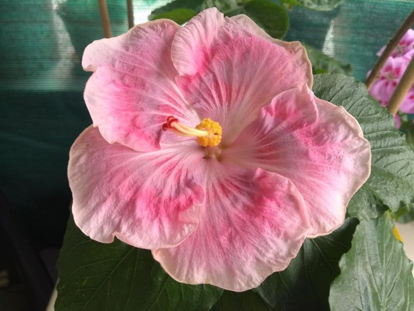  - Tahitian Raspberry Star