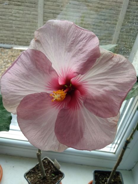  - FLORILE MELE