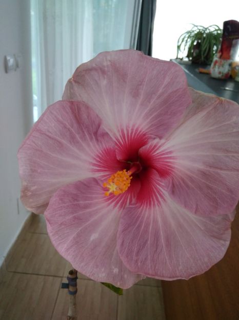  - FLORILE MELE