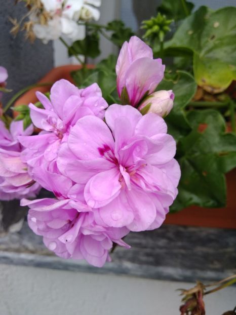  - FLORILE MELE