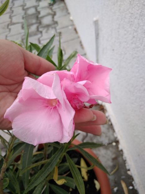  - FLORILE MELE