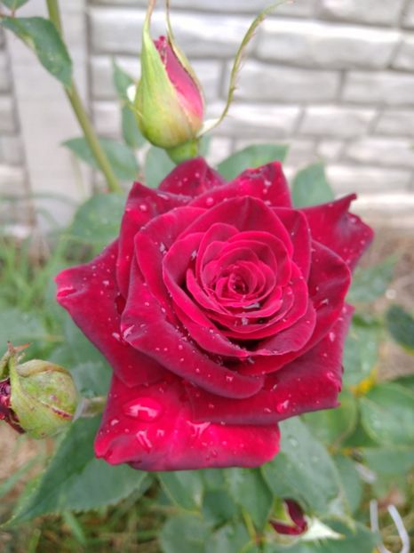  - FLORILE MELE