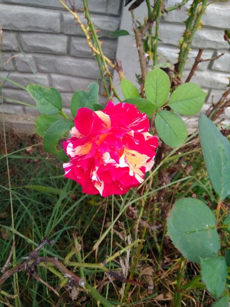  - FLORILE MELE