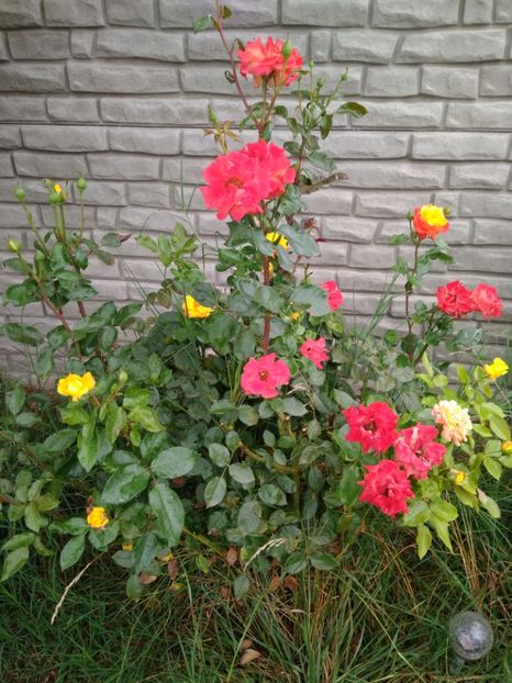  - FLORILE MELE