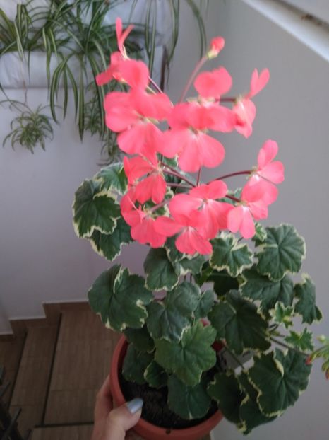  - FLORILE MELE