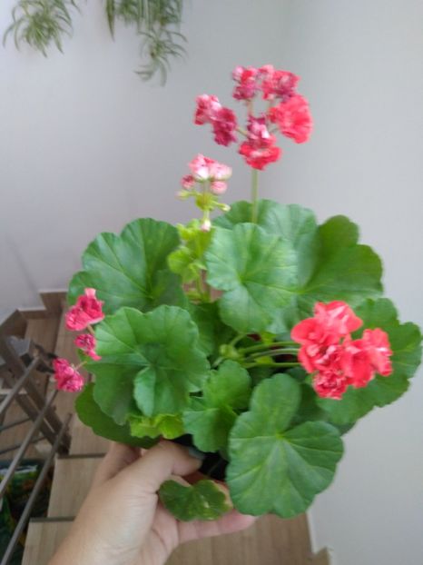  - FLORILE MELE