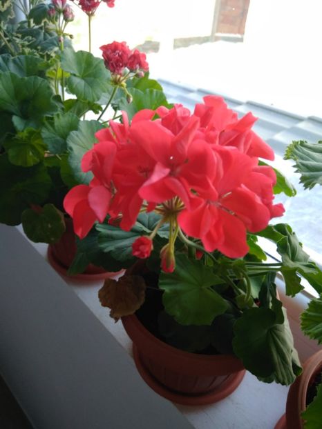  - FLORILE MELE