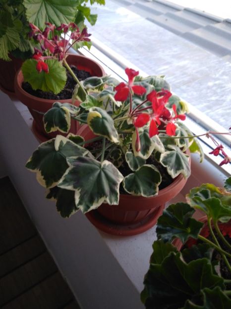  - FLORILE MELE