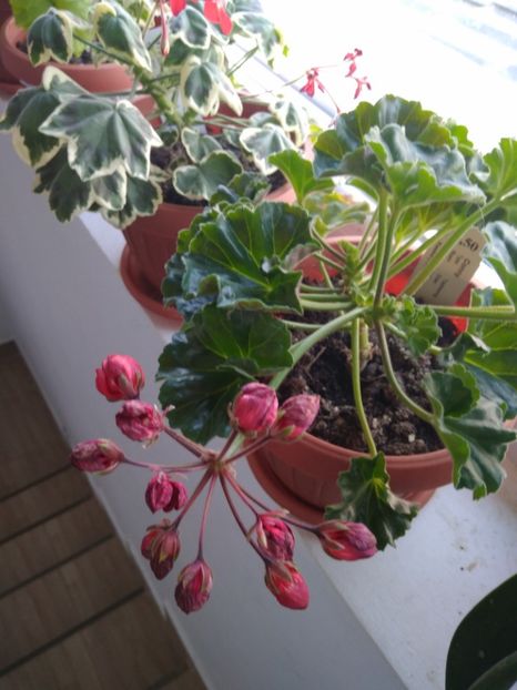  - FLORILE MELE