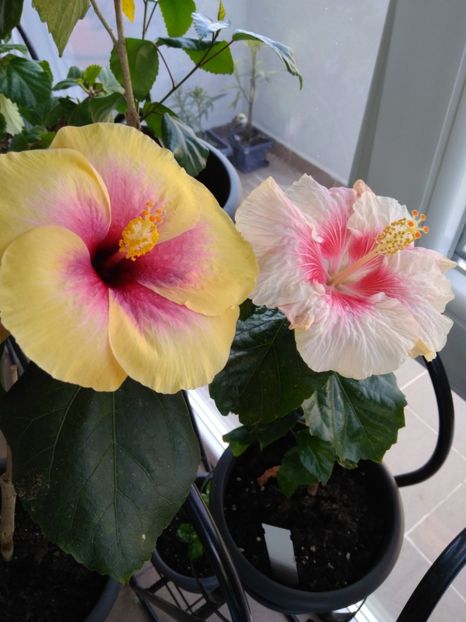  - FLORILE MELE