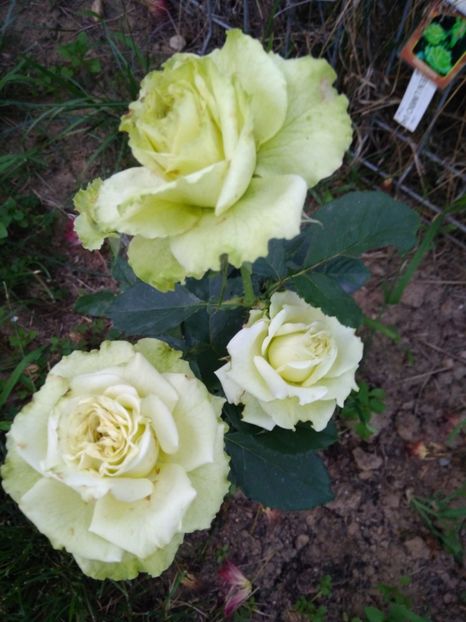  - FLORILE MELE