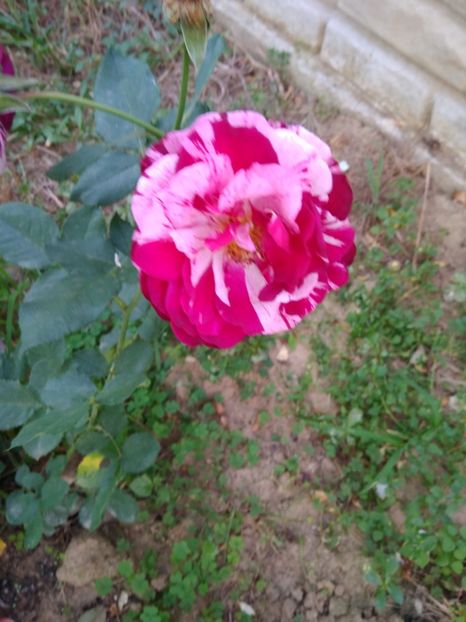  - FLORILE MELE