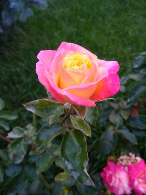  - FLORILE MELE