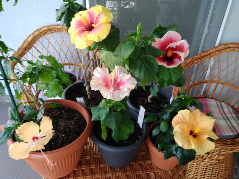  - FLORILE MELE