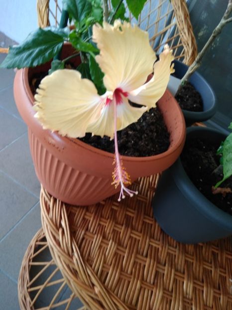  - FLORILE MELE