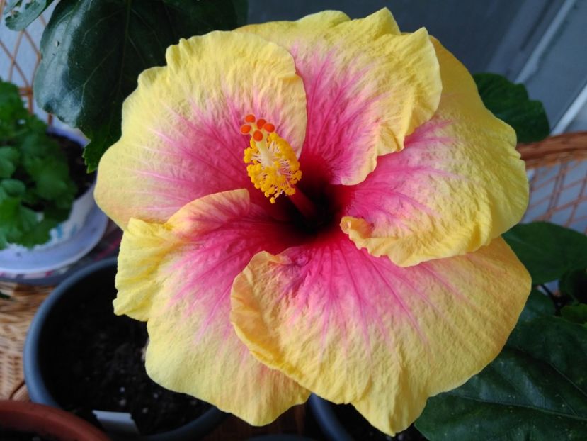  - FLORILE MELE