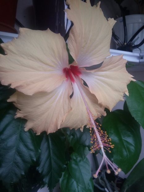 Sprinkle Rain ( 22-07-2018) - Hibiscusi 2018