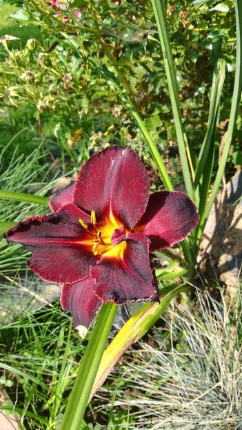 Nr1 - Hemerocallis