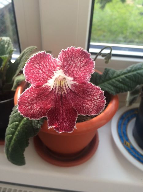 UA-Характeрник - Streptocarpusi 2018