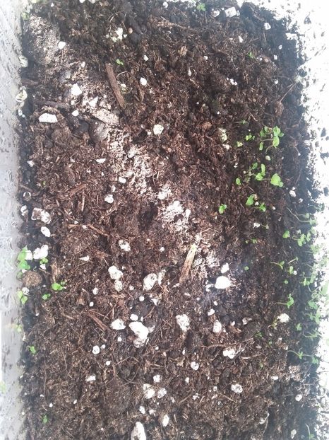 22-07-2018 - Streptocarpusi 2018