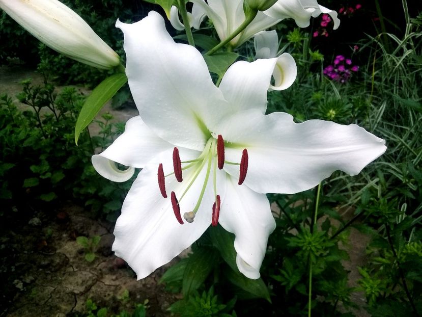  - Crini de gradina 2015- prezent