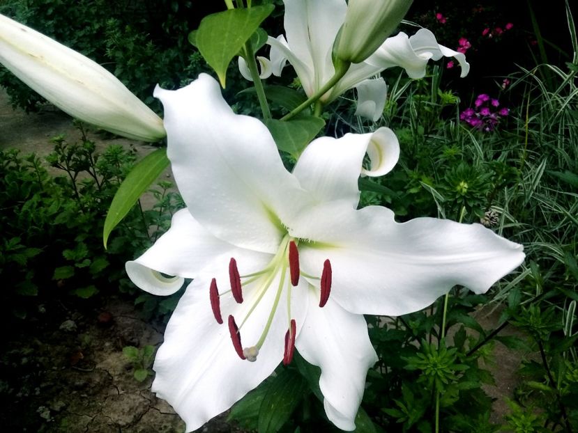  - Crini de gradina 2015- prezent