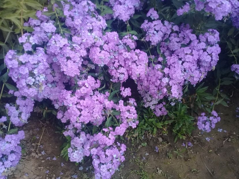  - Alte flori