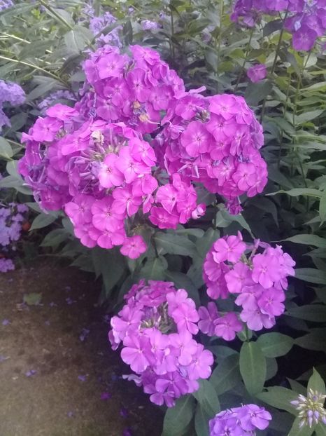  - Alte flori