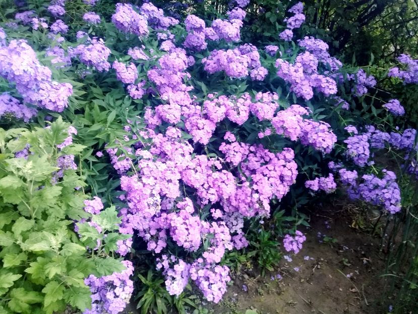  - Alte flori