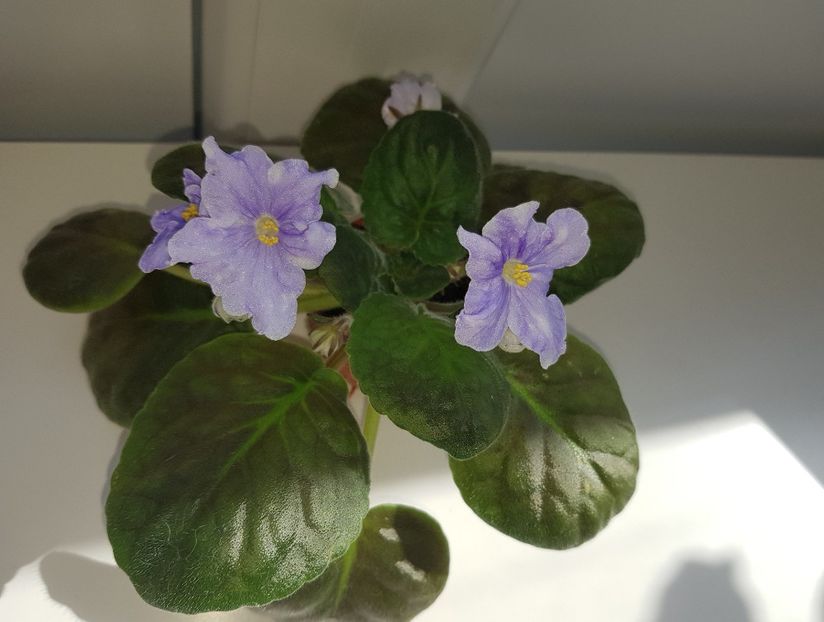 Lik Soul Fantasy - Violete standard