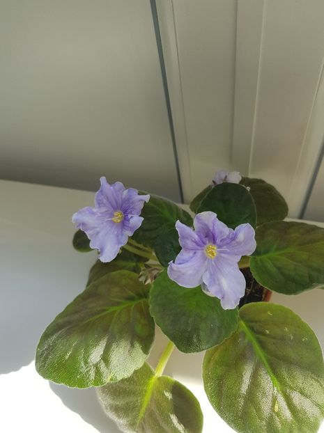 Lik Soul Fantasy - Violete standard