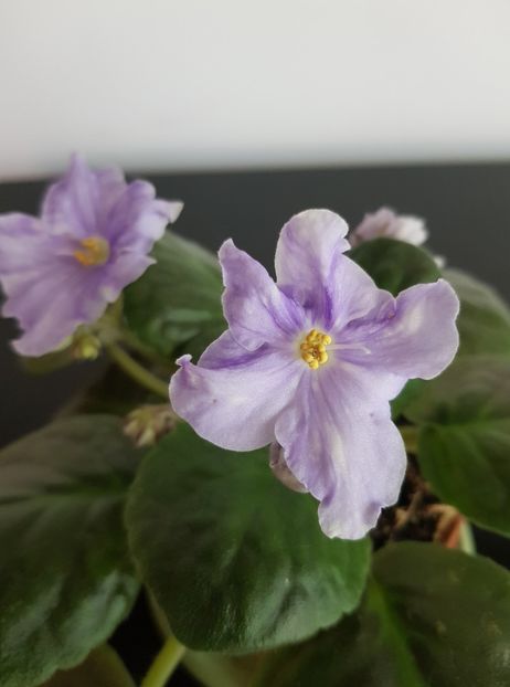 Lik Soul Fantasy - Violete standard