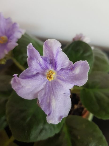 Lik Soul Fantasy - Violete standard