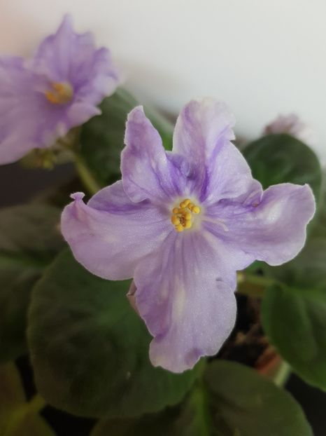 Lik Soul Fantasy - Violete standard