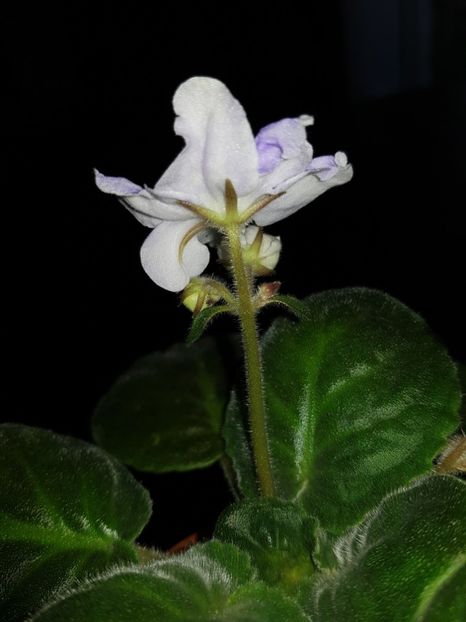 Lik Soul Fantasy - Violete standard