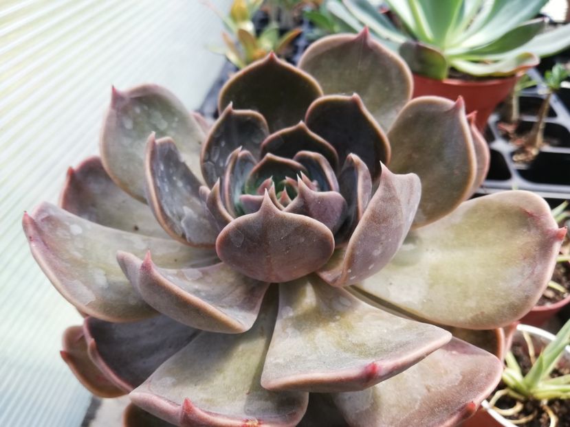 echeveria - Echeveria