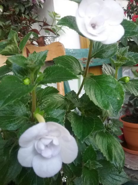  - Double Picotte Rose